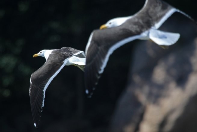 Foto: Reprodução/Prefeitura de São Sebastião - SP