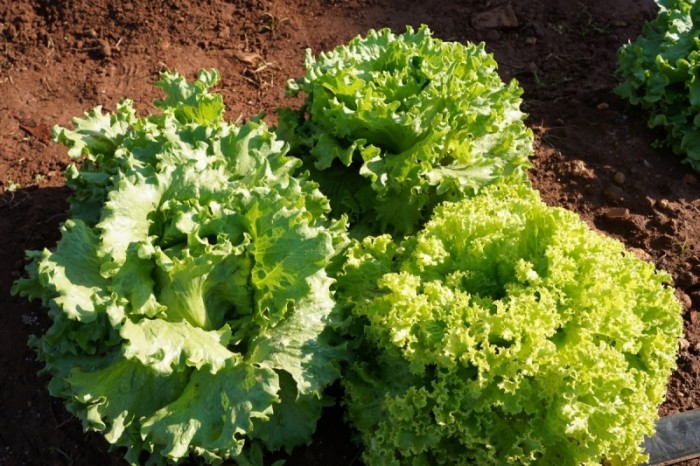 (Foto: Ascom Prefeitura/Anderson Lippi)