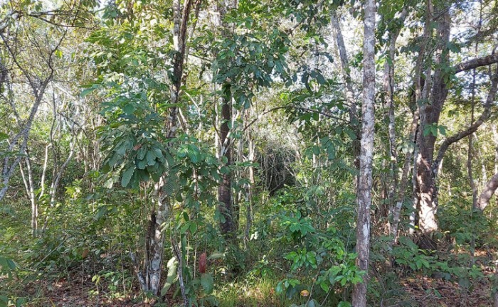 Naturatins realiza mapeamento da baunilha do Cerrado na região do Cantão