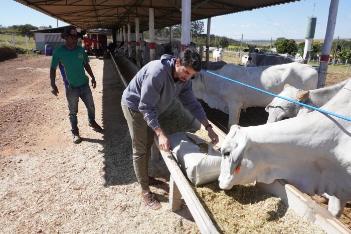 Empreendedor do PAD-DF consolida produção de capim capiaçu