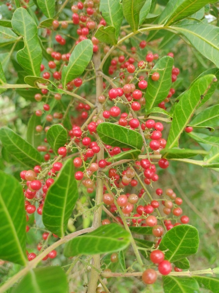 São Mateus conquista Indicação Geográfica para pimenta-rosa com apoio do Incaper