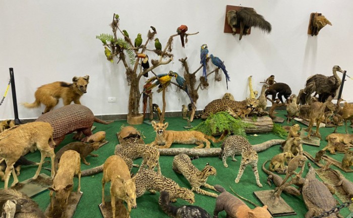 Visitação ao Museu de Zoologia e Taxidermia da Unitins é opção gratuita para programação de férias