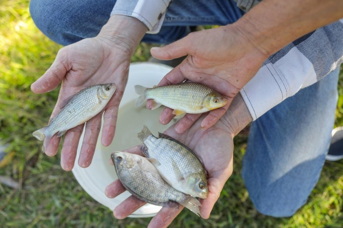 Plano distrital cria medidas de proteção para produção de peixes do DF