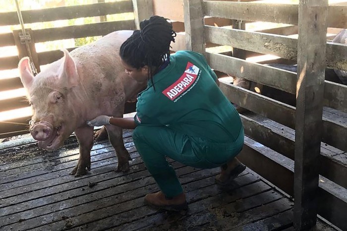 Crédito: Divulgação