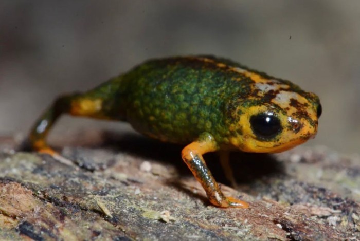 Nova espécie de anfíbio é descoberta na Parque Estadual da Serra do Tabuleiro