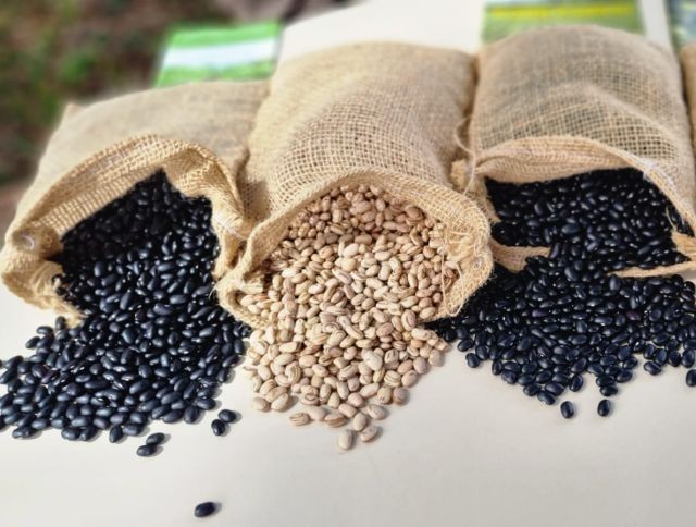 Cultivares de feijão da Epagri oferecem boa produtividade e resistência a doenças