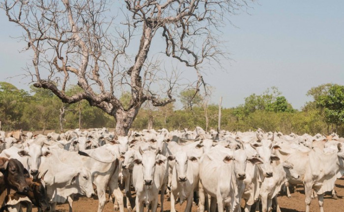 Prazo para declaração de informações pecuárias na Ilha do Bananal começa nesta terça-feira, 1º de agosto