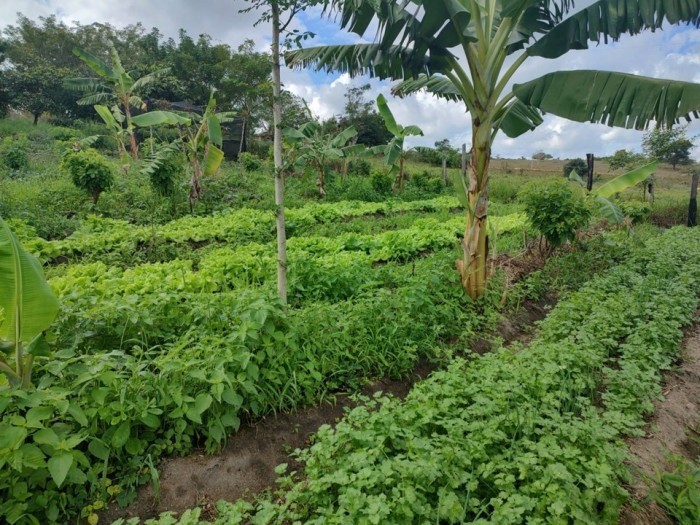 Projeto de incentivo à agroecologia faz a diferença para agricultores familiares no norte do Estado