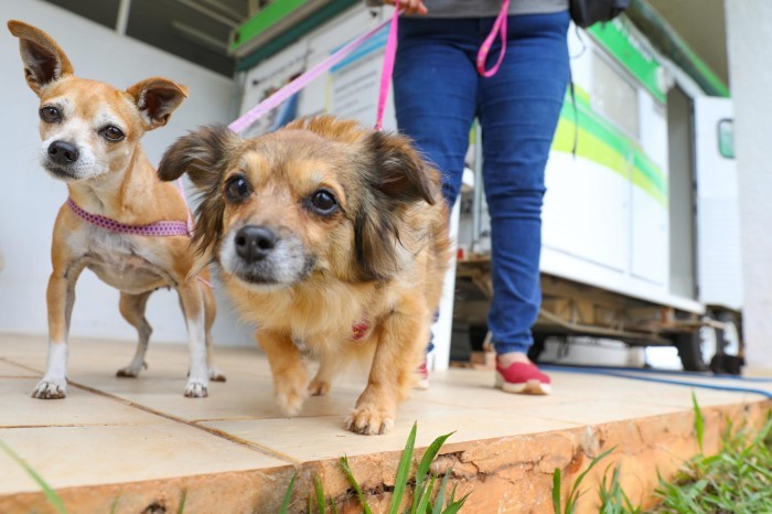 Governo promove atendimentos veterinários gratuitos no Sol Nascente