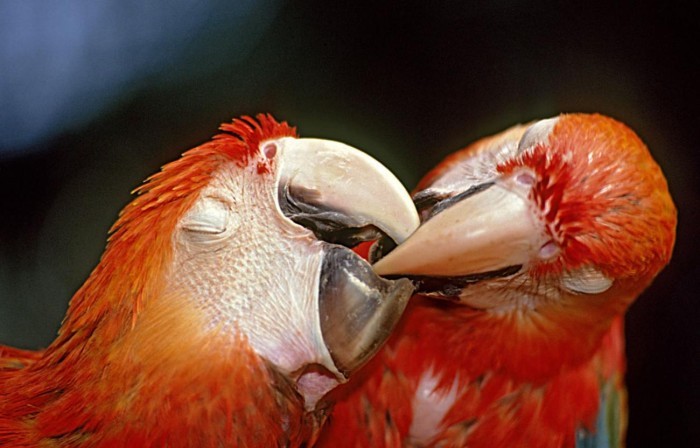 Crédito: Divulgação