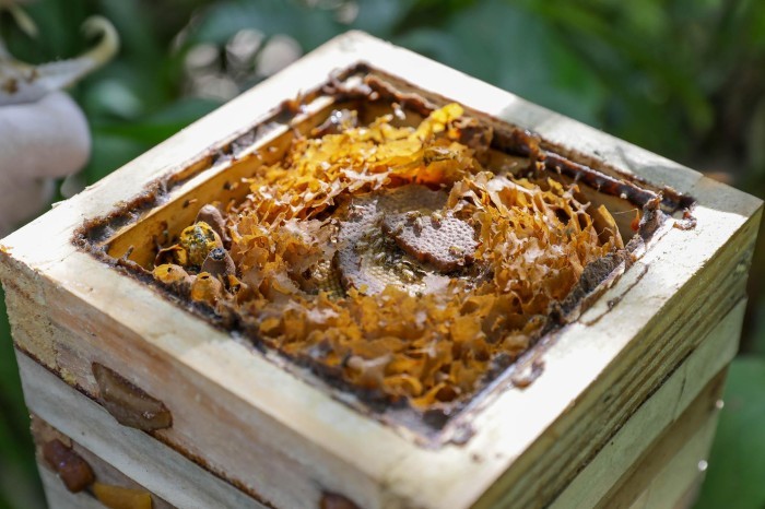 Criação de abelhas sem ferrão é alternativa para geração de renda