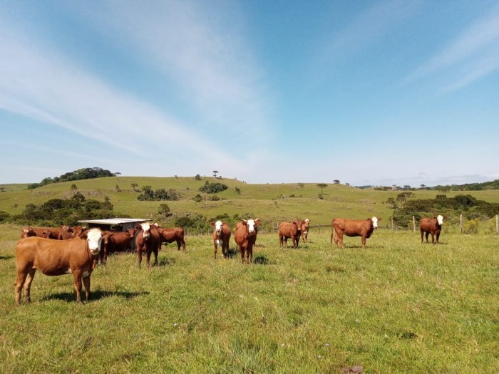 Prorrogado, até 31 de agosto, o prazo para os produtores rurais catarinenses atualizarem o Cadastro Agropecuário junto à Cidasc