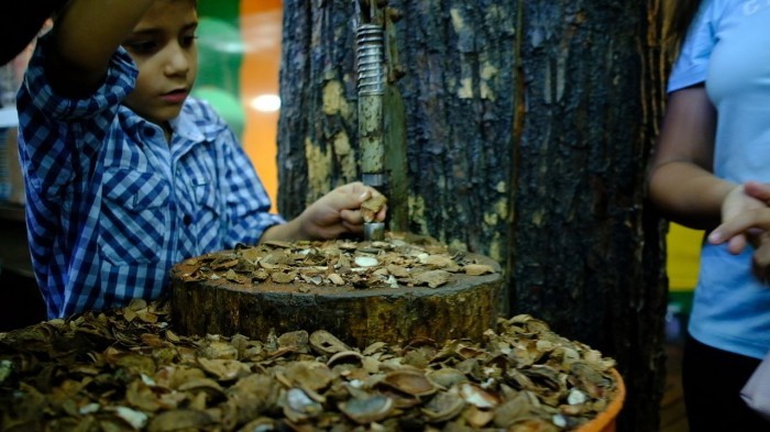 Setor de beneficiamento da castanha chama a atenção do público na Expoacre