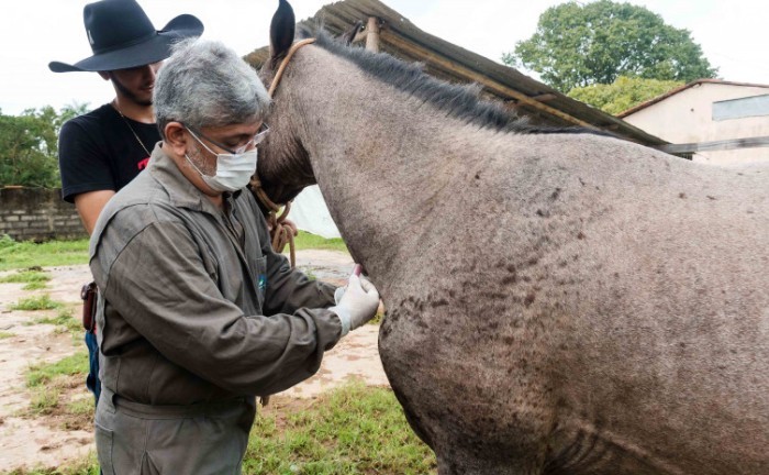 Defesa Agropecuária do Tocantins atualiza medidas para melhorar sanidade e trânsito de equídeos