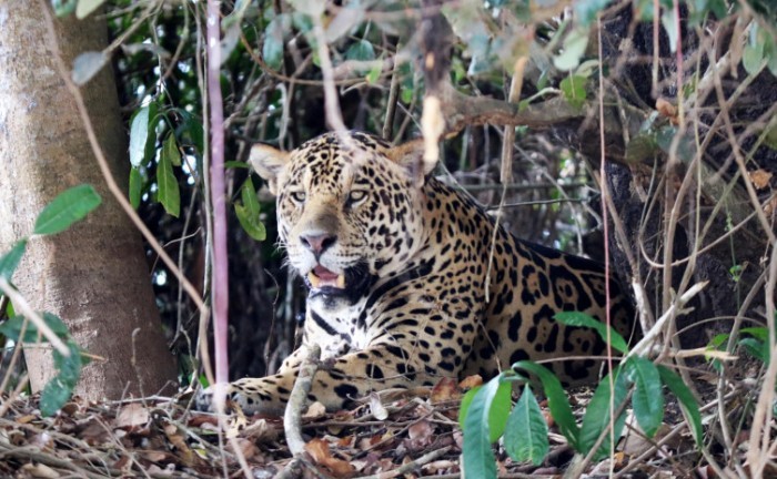 Naturatins realiza Semana Silvestre de 14 a 18 de agosto