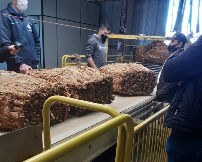 Safra de tabaco: Cidasc é responsável pelo acompanhamento da comercialização do produto junto às fumageiras catarinenses