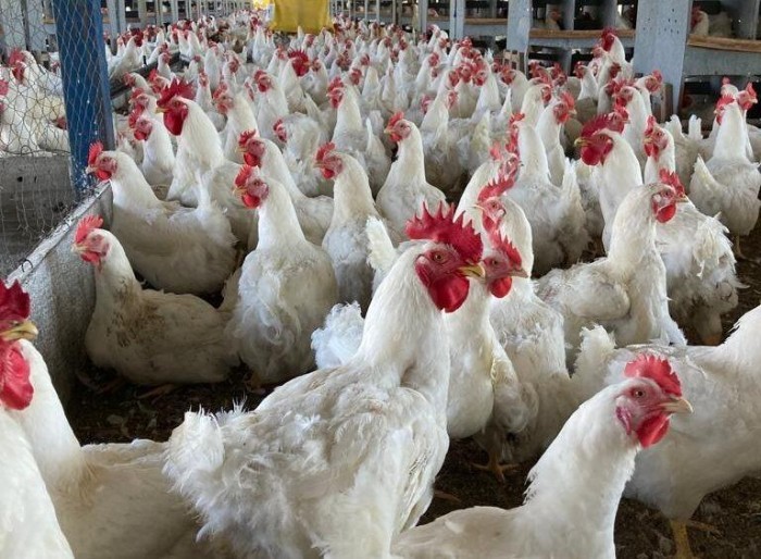 Governo declara situação de emergência zoossanitária no DF