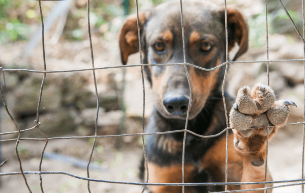 Foto: Reprodução/Câmara de Sorriso - MT