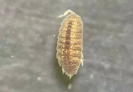 Biólogo formado na Uespi identifica novo gênero de isópodes terrestres em pesquisa inovadora