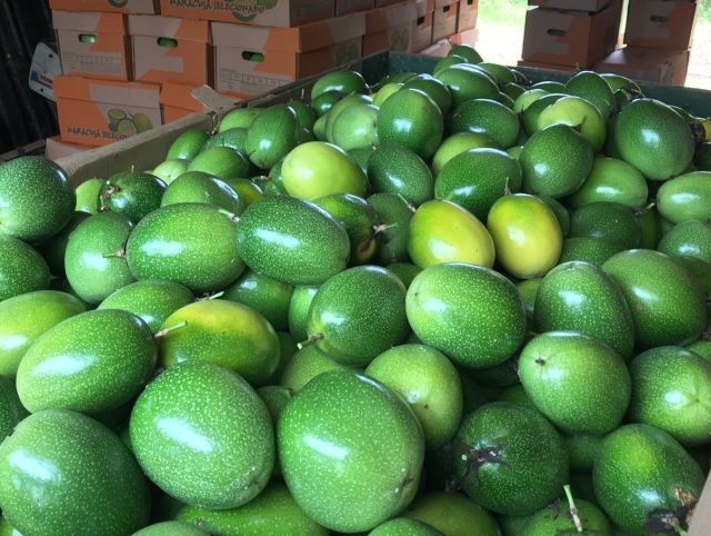 Santa Catarina colhe 70 mil toneladas de maracujá em 2023, 27% a mais que na safra anterior