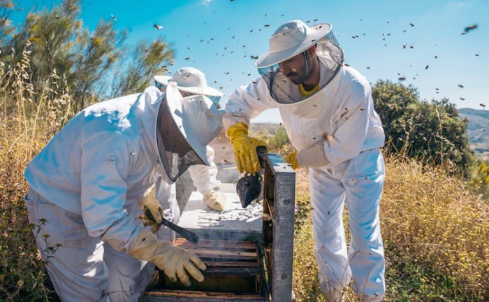 Parque Estadual do Cantão promove capacitação em apicultura e meliponicultura
