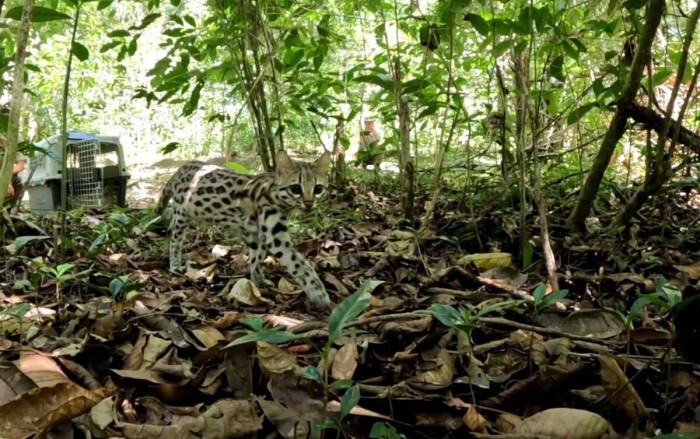 Semace realiza soltura junto ao Ibama de espécie ameaçada de extinção