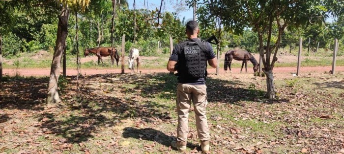 PC-AM deflagra operação policial e resgata seis cavalos em situação de maus tratos em Rio Preto da Eva