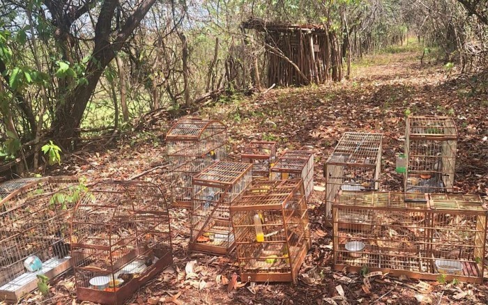 Semace realiza soltura de 53 animais silvestres