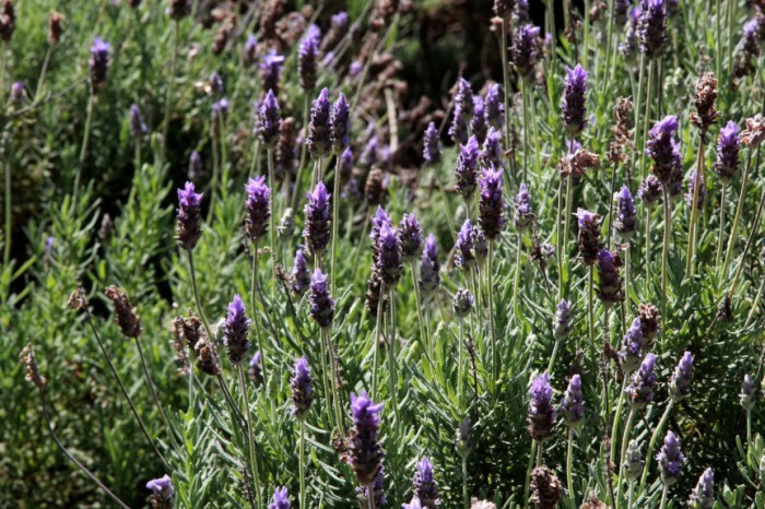Deputada Maria Victoria (PP) defende inclusão do município de Araucária na Rota Turística da Lavanda