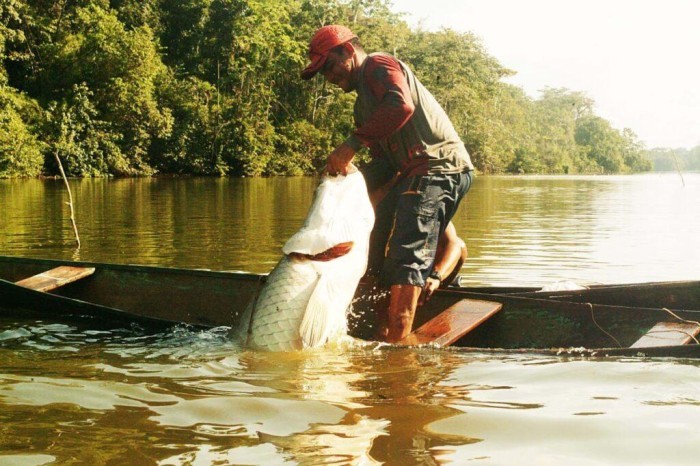 Inscrições do subsídio a pescadores do pirarucu manejado termina na próxima segunda-feira 
