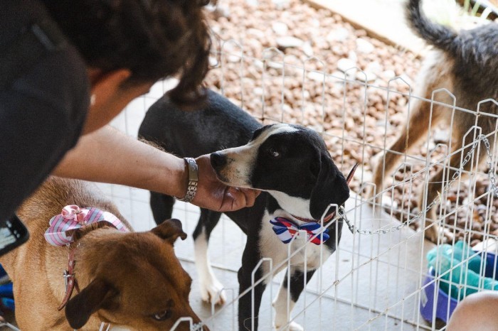 1ª Feira Pet promove adoção de 20 animais entre servidores públicos do DF