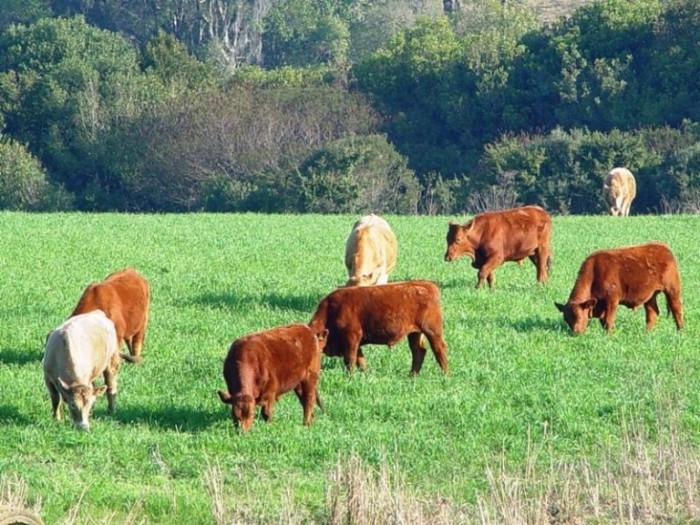Epagri realiza palestras sobre pecuária de corte em Curitibanos