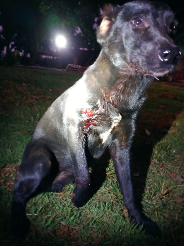 Foto: Reprodução/Polícia Civil - MS