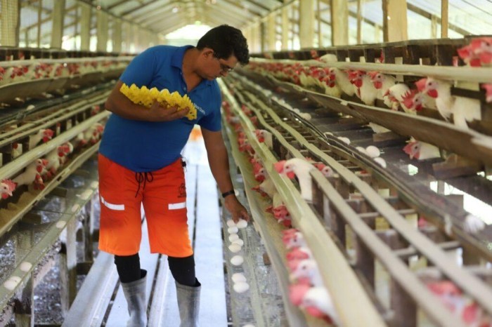 Dia do Avicultor: Governo fortalece o setor com acesso a linhas  de crédito rural