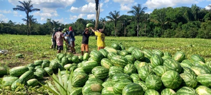 Governo do Amazonas prorroga prazo de inscrição do Edital de Chamamento Público do Programa de Aquisição de Alimentos 