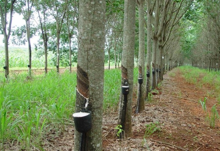 Governo do Amazonas destaca ações que incentivam a preservação ambiental da maior Floresta Tropical do mundo 