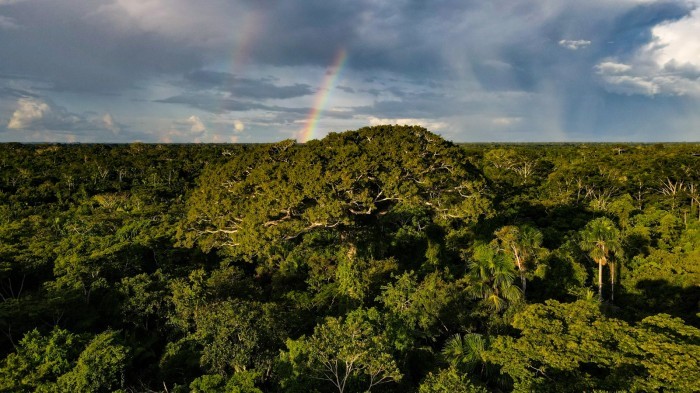 Semapi lança programação em alusão ao Dia da Amazônia