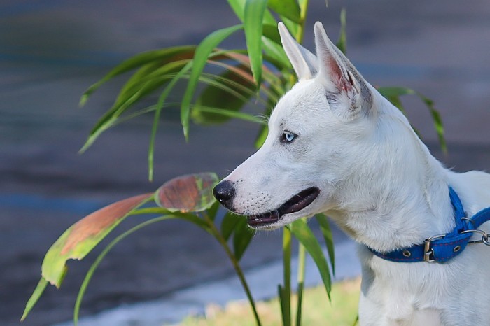 Governador sanciona lei que cria o selo “Pet Amigo” no Piauí