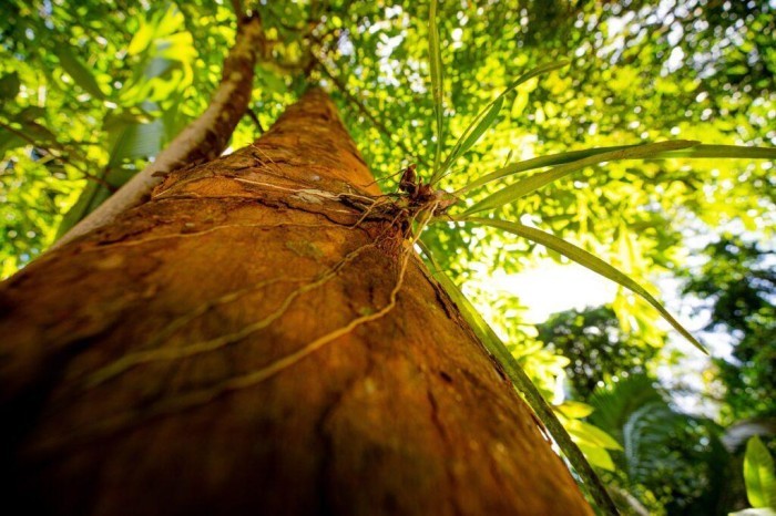 Fapeam investe em CT&I para preservar e desenvolver a Amazônia 