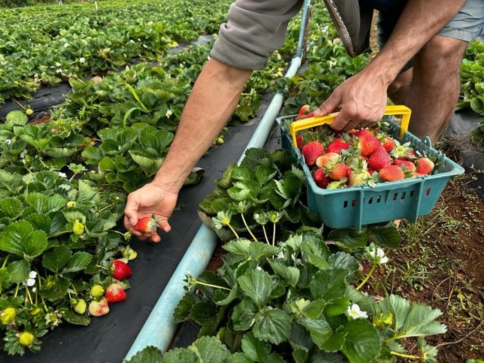 Tecnologia e manejo adequado contribuem para a produção de morango orgânico