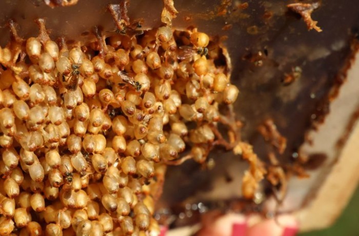 Produtores de mel da agricultura familiar terão bônus de garantia de preços no Estado