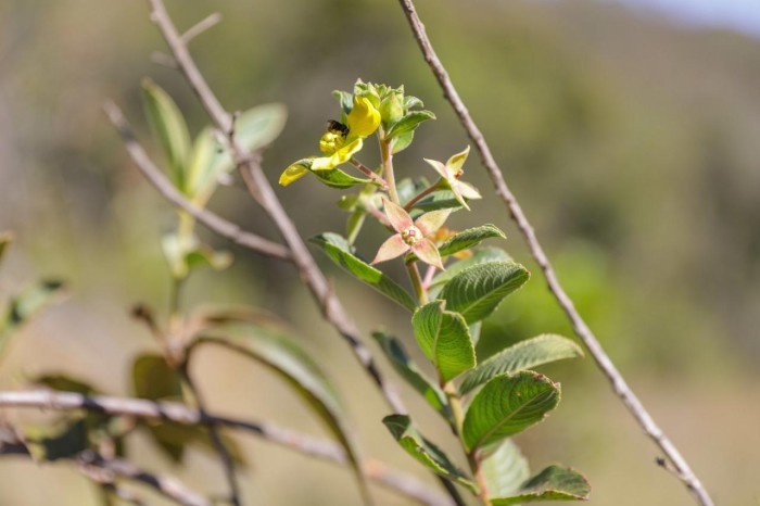 Contação de histórias e educação ambiental marcam a Semana do Cerrado