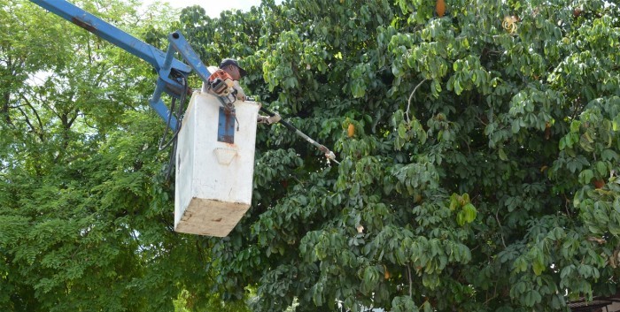 Secretaria de Meio Ambiente orienta sobre remoção ou poda de árvores