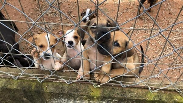 Foto: Reprodução/Prefeitura de Sorriso - MT