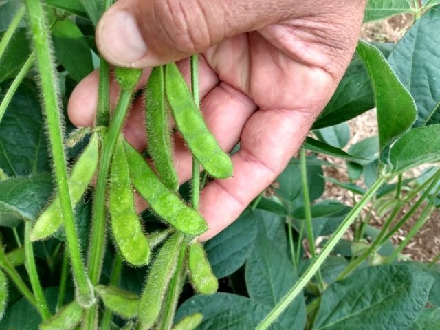 Safra de verão em SC: soja vai ocupar a maior área plantada no estado, seguida pelo milho