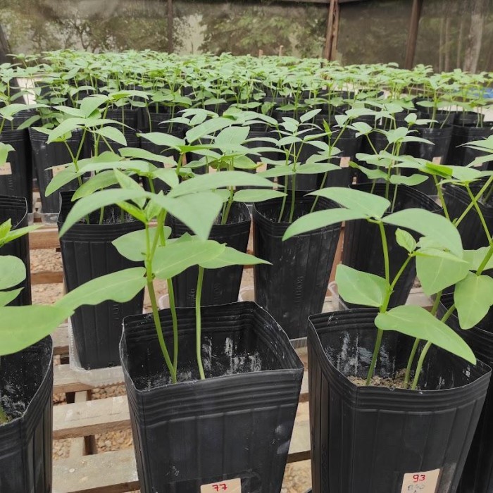 Biocarvão é alternativa sustentável para fertilidade de solos amazônicos, aponta pesquisa apoiada pelo Governo do Amazonas