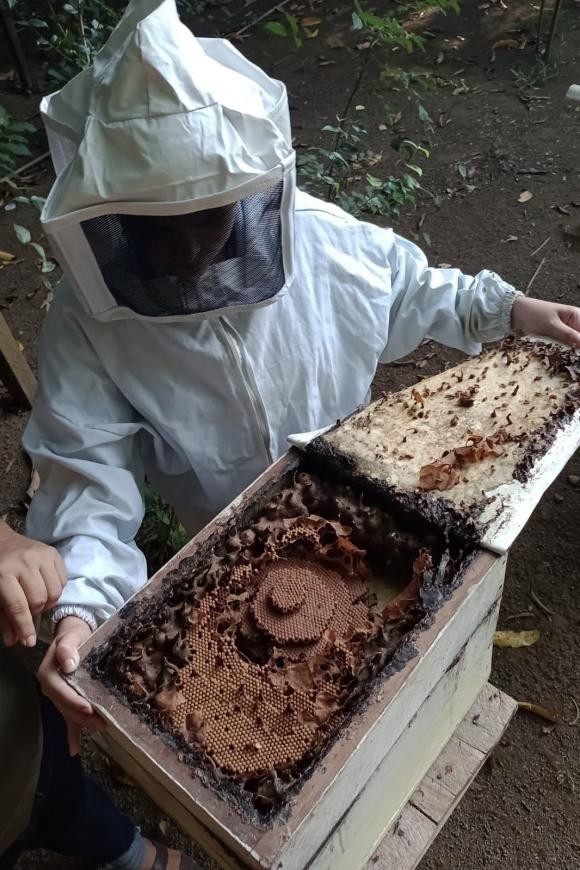 Semas e produtores elaboram normas para regularizar produção de mel no Oeste do Pará