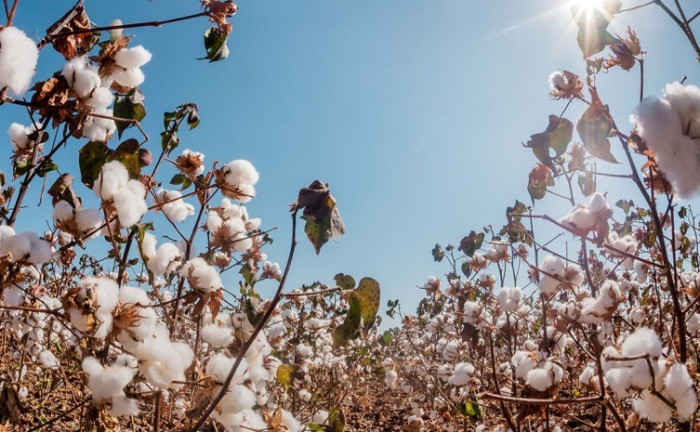 Vazio sanitário do algodão inicia dia 20 de setembro no Tocantins