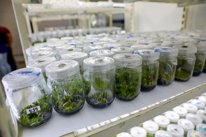 Herbário do Jardim Botânico conta com 40 mil espécimes nativas do Cerrado