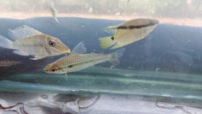 Sepror realiza prospecção de peixes ornamentais em Novo Aripuanã